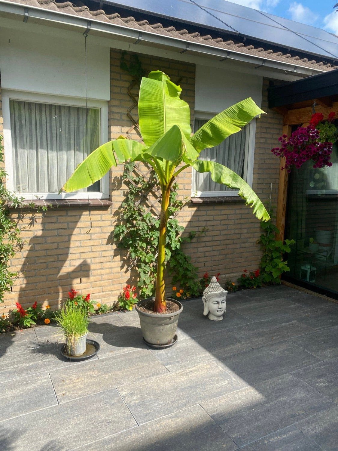 Bananen plant met kluit zonder pot, Ophalen, Bloeit niet, Volle zon, Overige soorten