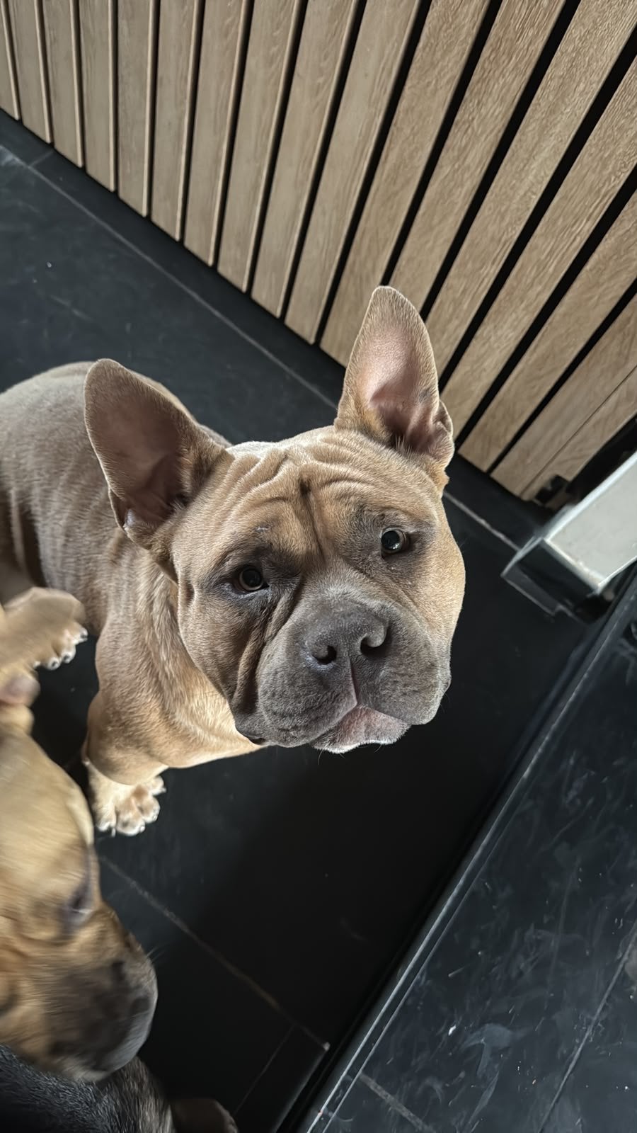 American bully pocket reu 9 maanden stamboom en paspoort, 15 weken tot 1 jaar, Teef, Parvo, Bulldog
