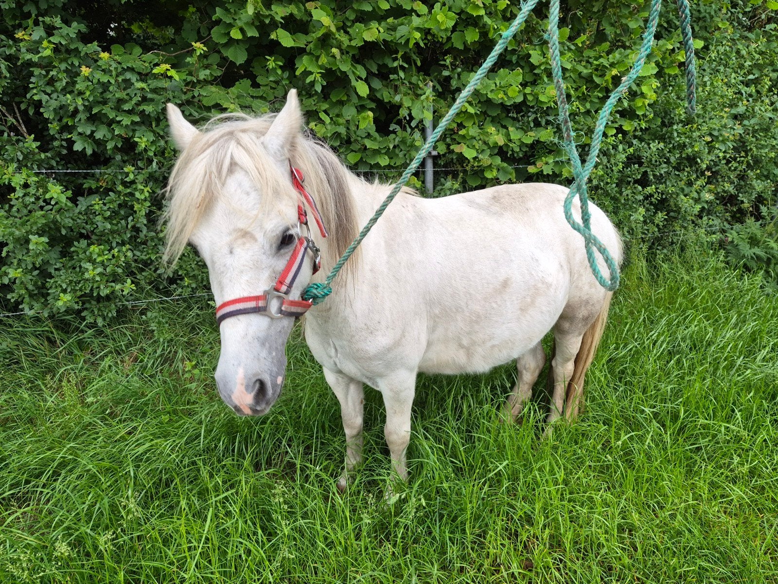 Mooie shetlander merrie, Dieren en Toebehoren, Merrie