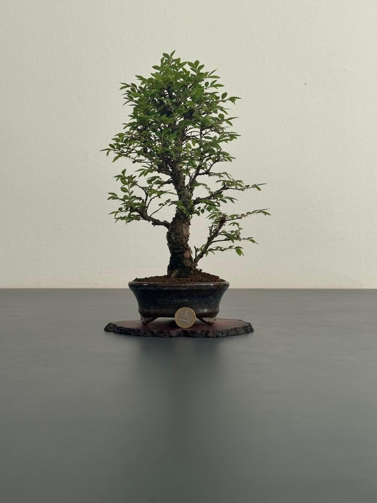 Ulmus parvifolia bonsai (25cm) #3, Bloeit niet, Halfschaduw, Minder dan 100 cm, Overige soorten