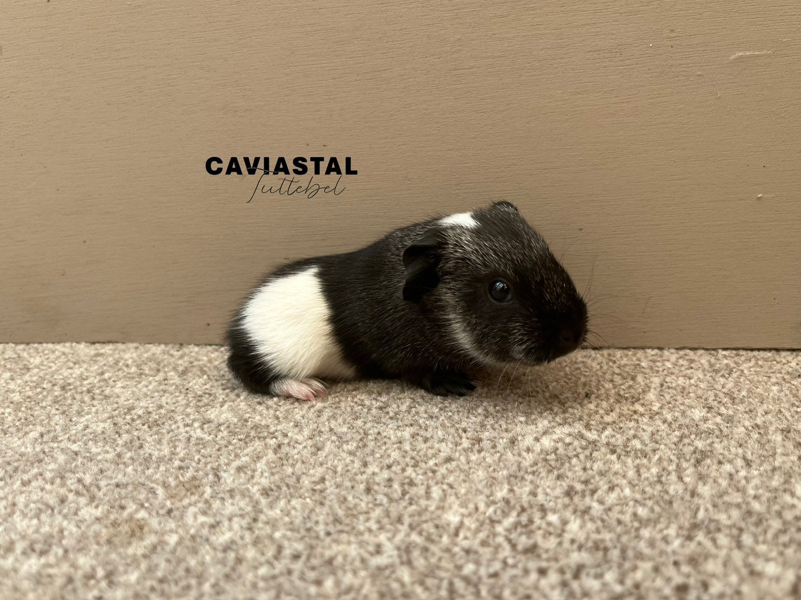 Gladhaar tdd, Solid zilveragouti magpie, Cavia, Juni, Mannelijk, Tam