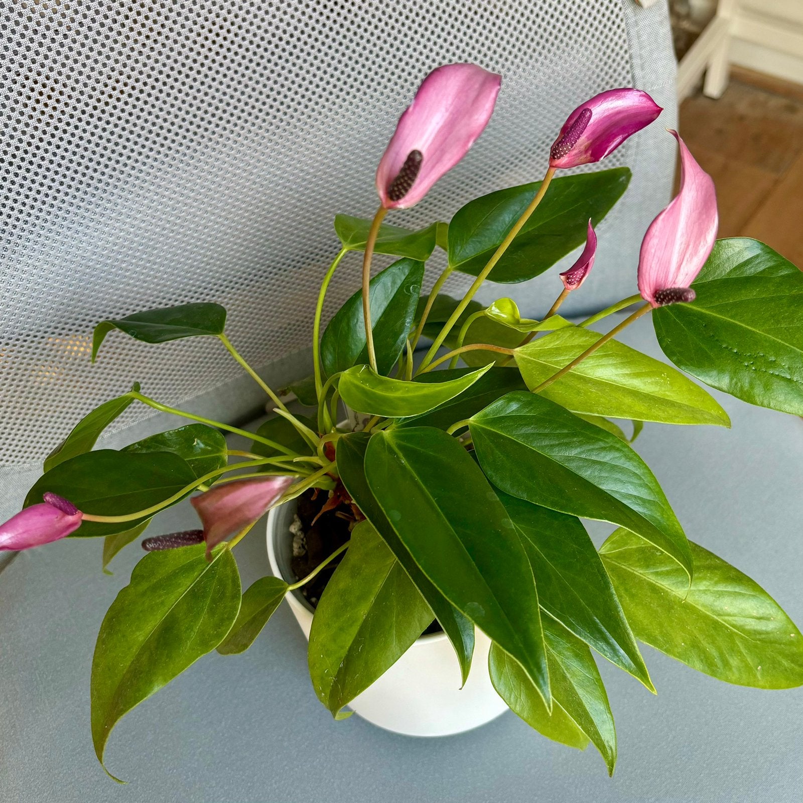 Mini flamingoplant - Anthurium andreanum ‘baby purple’, Overige soorten, Minder dan 100 cm, Bloeiende kamerplant, Halfschaduw