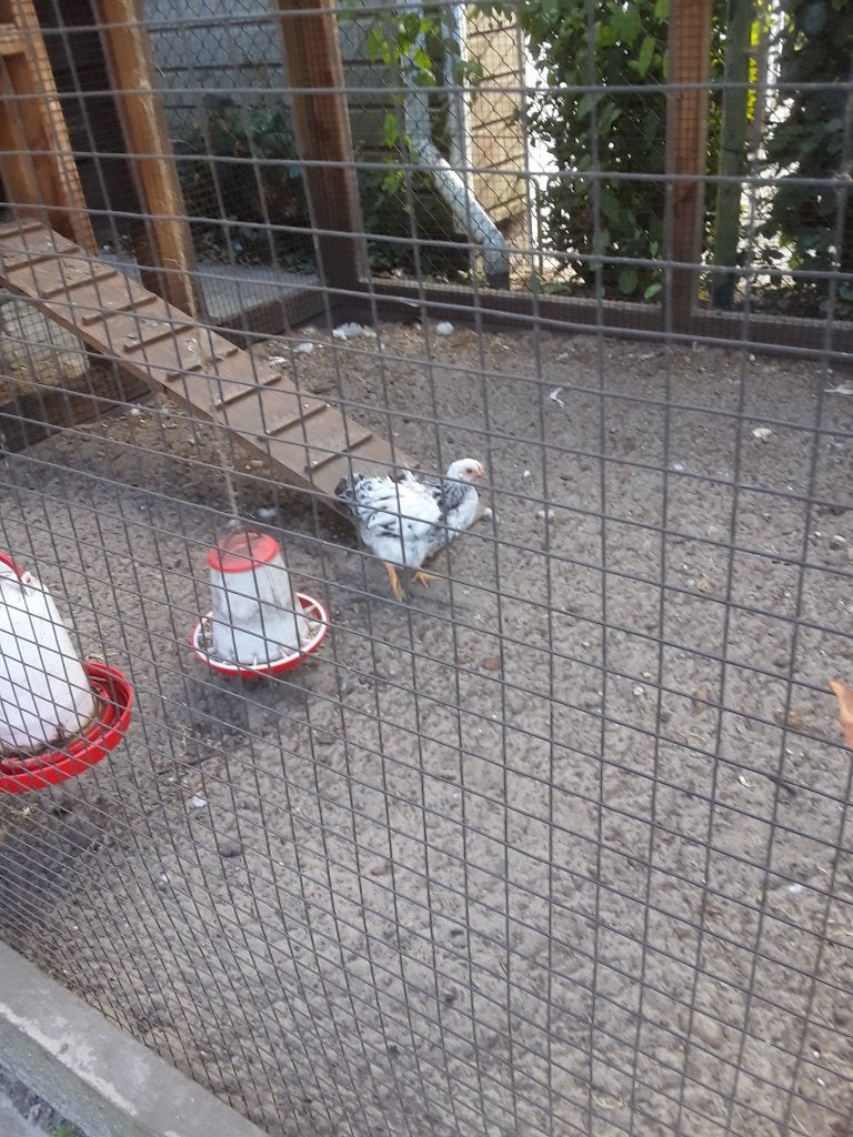 Kriel wyandotte haan, Dieren en Toebehoren, Pluimvee, Mannelijk, Kip