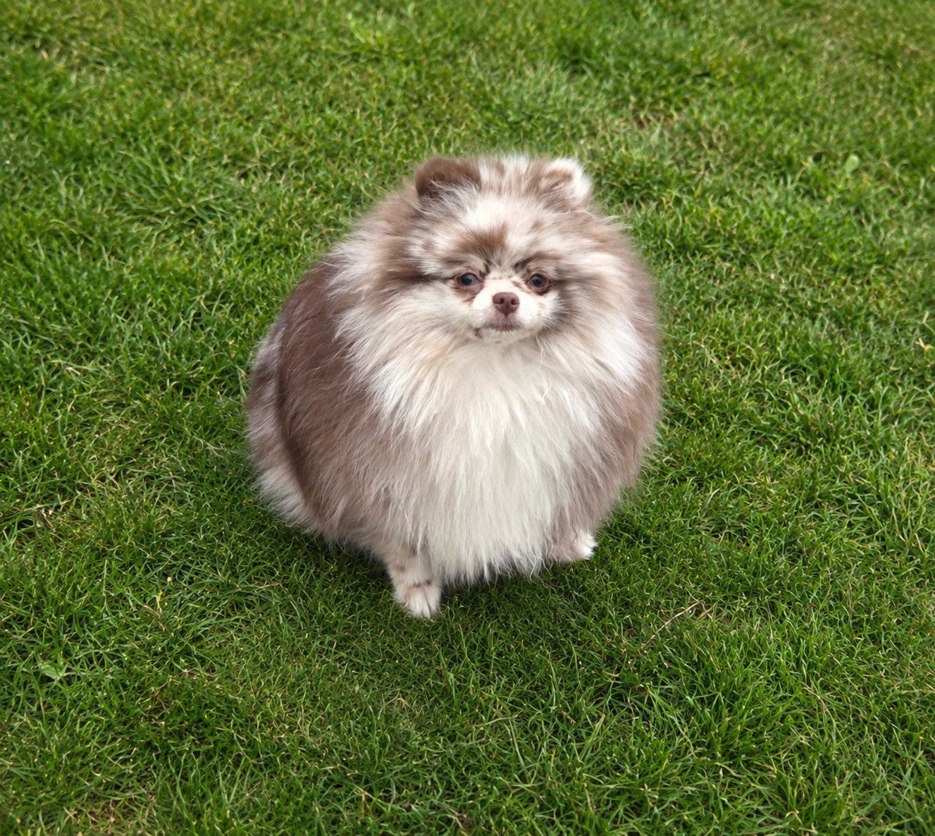 Pomeranian teefje, Dieren en Toebehoren, Honden | Poolhonden, Keeshonden en Oertypen, Parvo, Keeshond, 15 weken tot 1 jaar, Teef