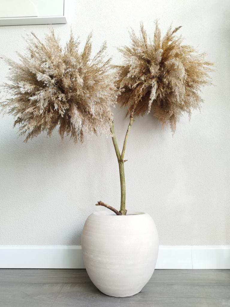 Pampasboom Pampas mini boom Japandi Hotel Chique 100cm, Ophalen, Binnen, Natuurlijk materiaal, Beige