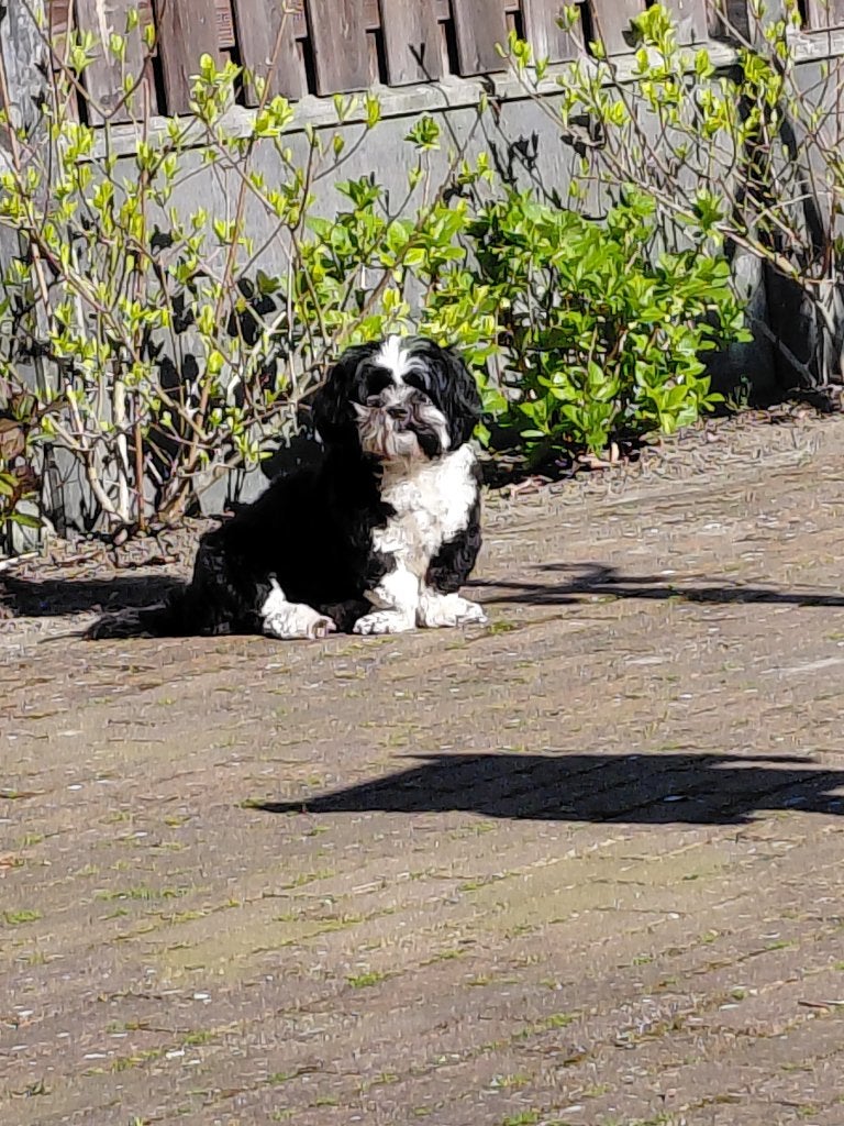 Boomer pups, Dieren en Toebehoren, Honden | Chihuahua's en Gezelschapshonden, Overige rassen, 8 tot 15 weken, Geslacht onbekend