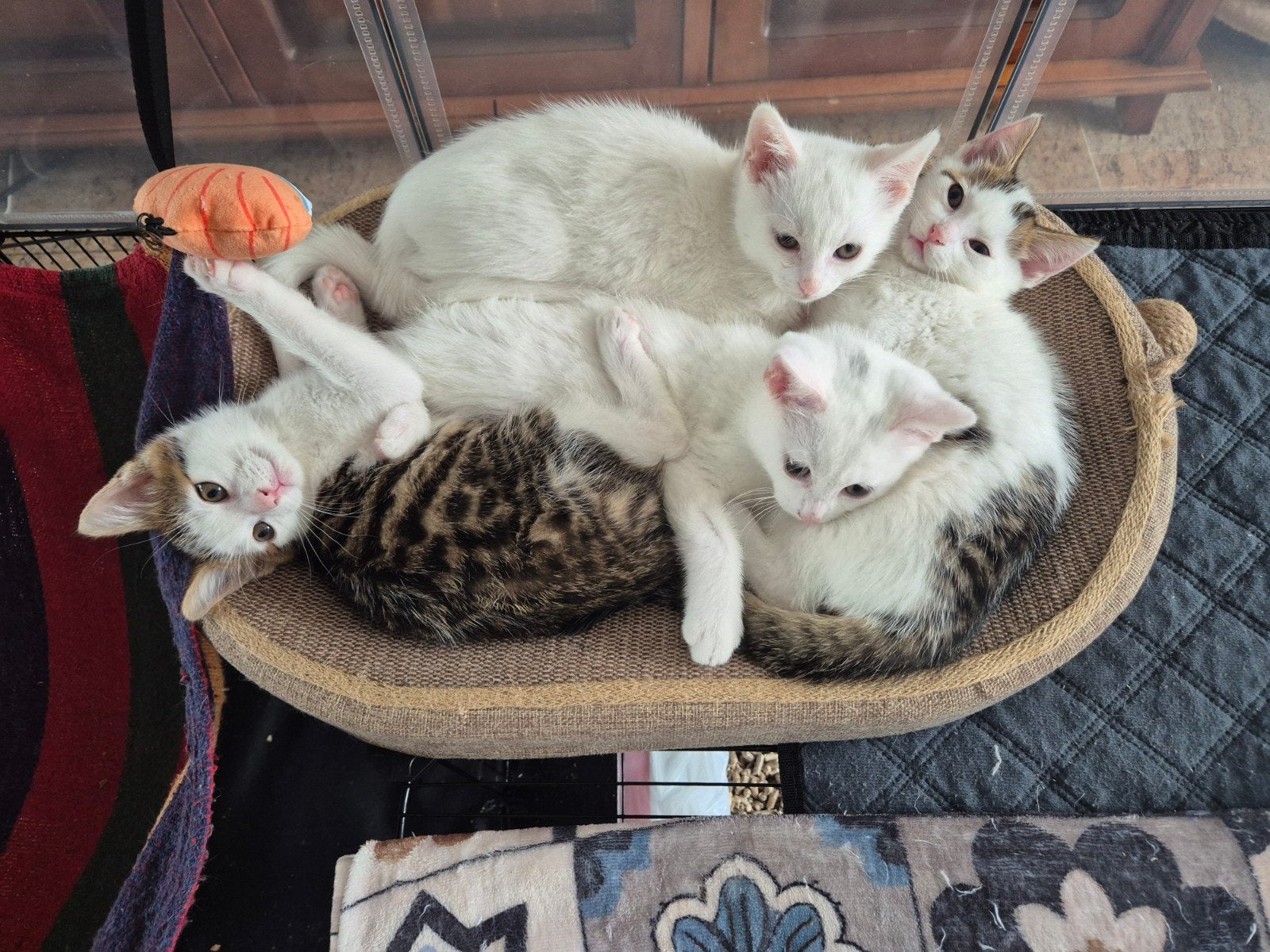 4 kittens te koop (moeten deze week weg), Dieren en Toebehoren, Katten en Kittens | Raskatten | Korthaar, Meerdere dieren, Ontwormd