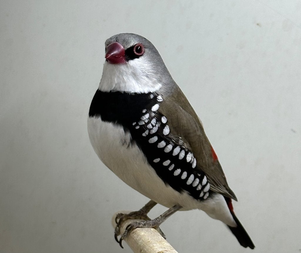 Diamantvinken, Dieren en Toebehoren, Meerdere dieren