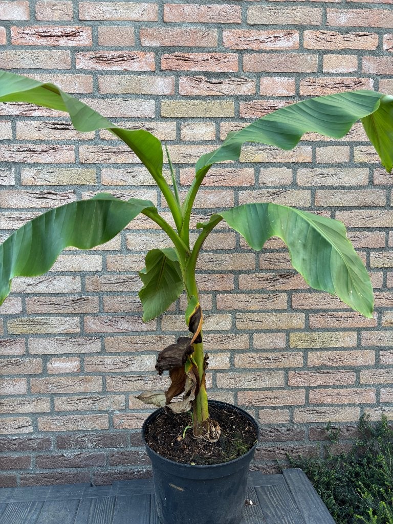 Bananenplant winterhard, Ophalen, Volle zon, Vaste plant, Bloeit niet