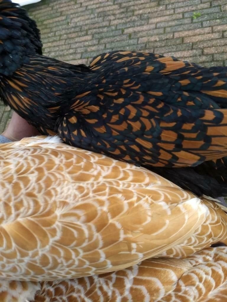 Broedeieren Oud-Hollandse ras de Baardkuifhoen, Dieren en Toebehoren, Pluimvee, Geslacht onbekend, Kip