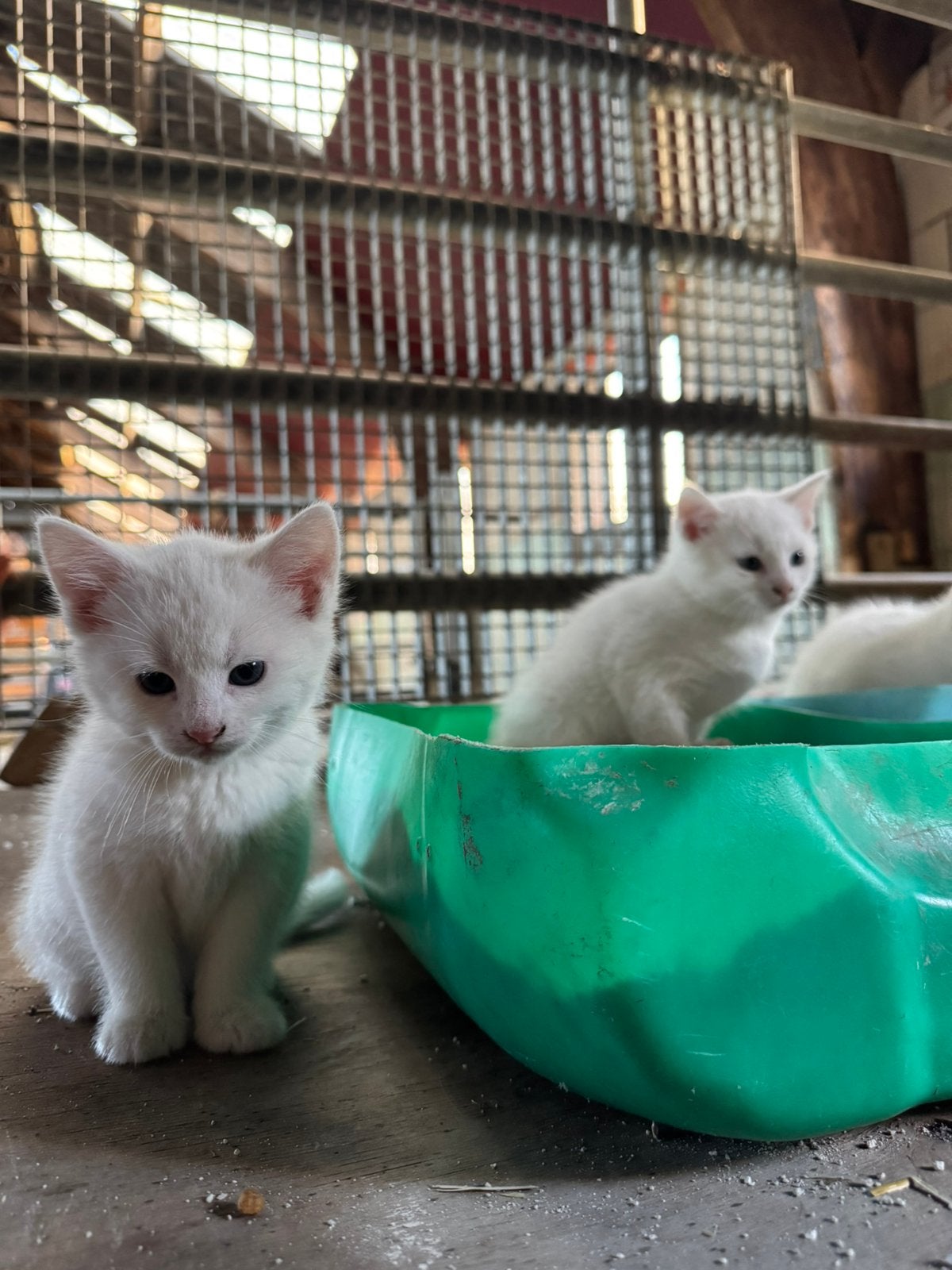 Lieve/sociale kittens