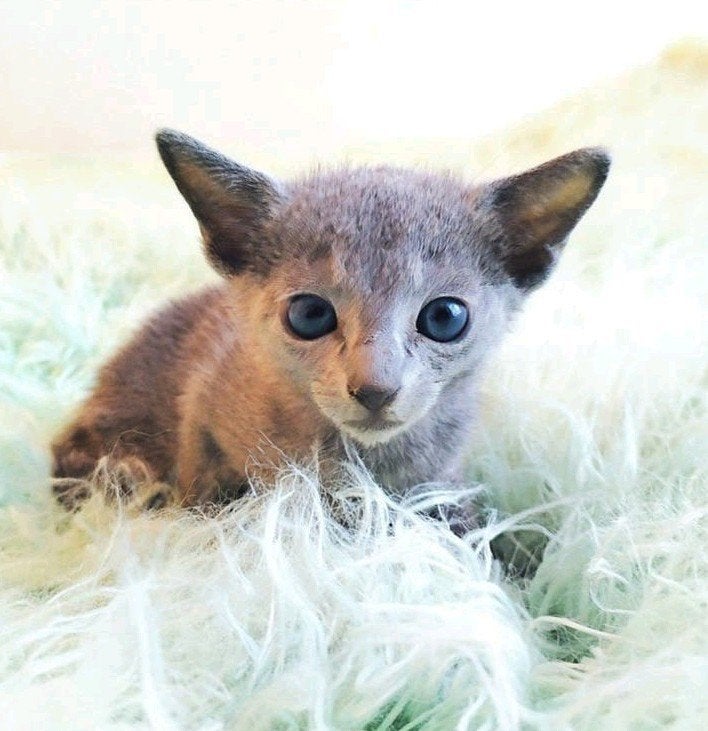 Prachtige Blauwe Rus kittens, Poes, Met stamboom, 0 tot 2 jaar