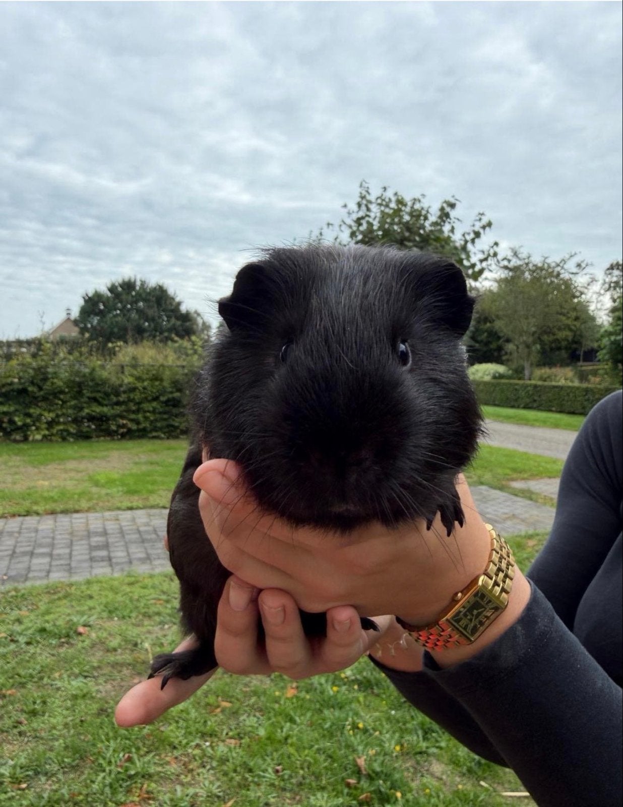 2 lieve cavia s, Cavia, Januari, Meerdere dieren, Tam