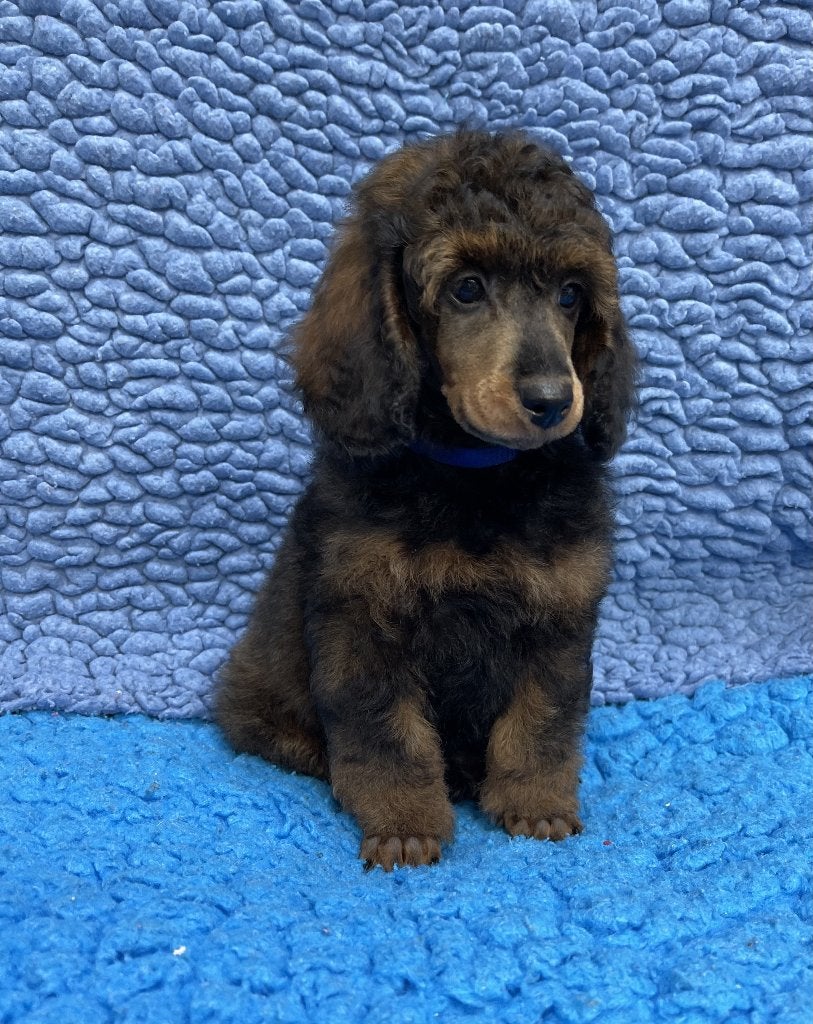 2 Prachtige Dwergpoedel pups beschikbaar, Poedel, Parvo, 8 tot 15 weken, Meerdere