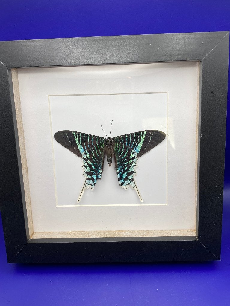 vlinder Urania Leilus, Ophalen of Verzenden, Nieuw, Insect, Opgezet dier