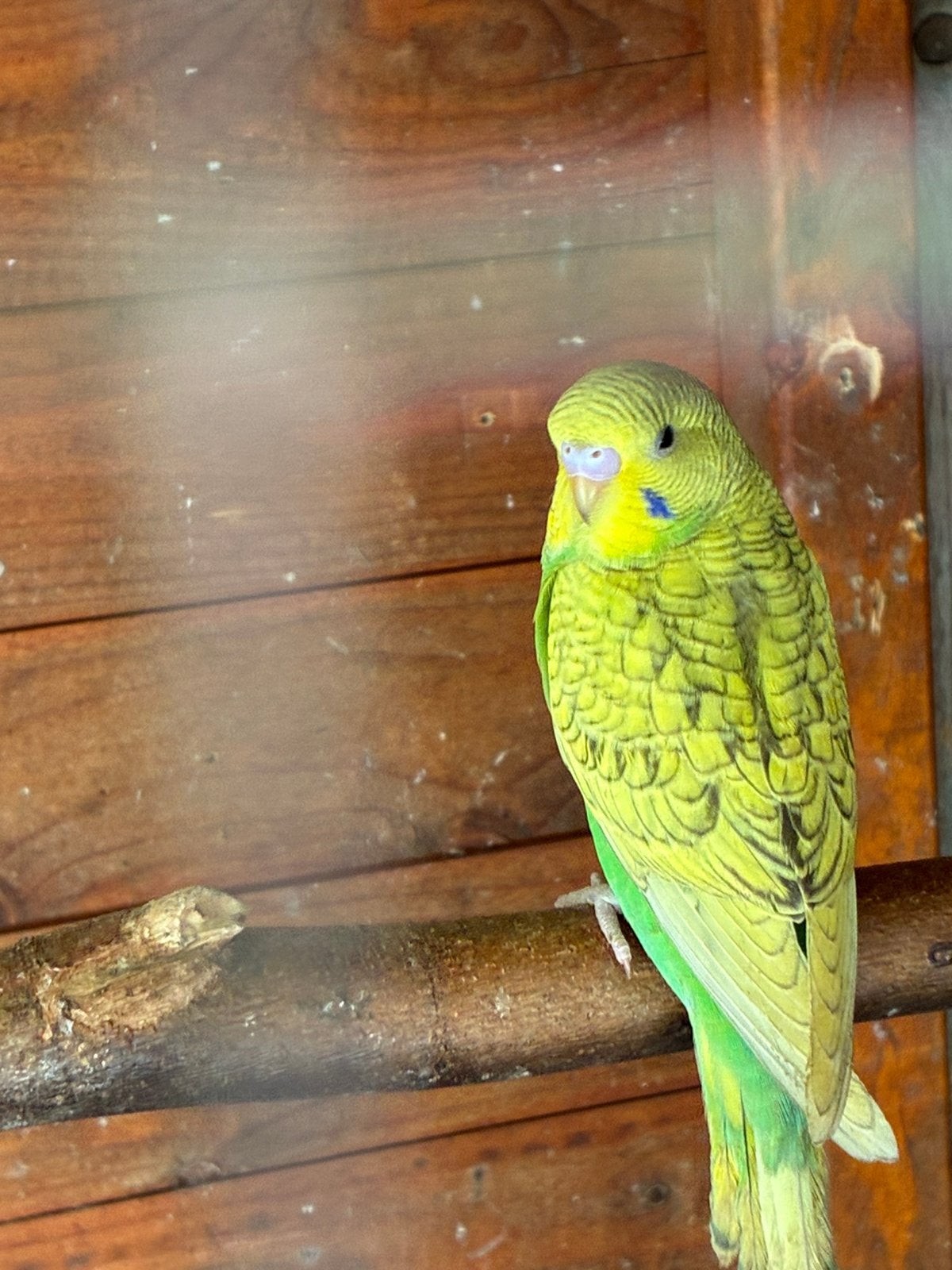 Jonge grasparkieten, Dieren en Toebehoren, Vogels | Parkieten en Papegaaien, Meerdere dieren, Parkiet