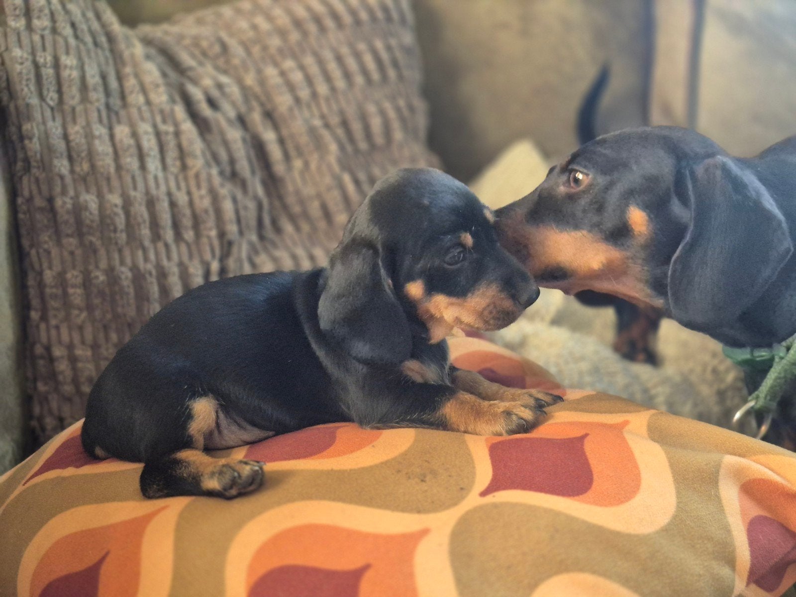 Prachtige dwerg teckel pups, Parvo, 8 tot 15 weken, Korthaar, Dwerg