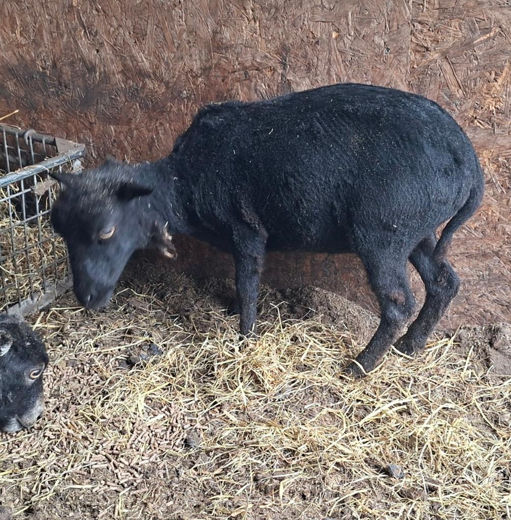 Twee dwergschapen, Dieren en Toebehoren, Schapen, Geiten en Varkens, Meerdere dieren, Schaap