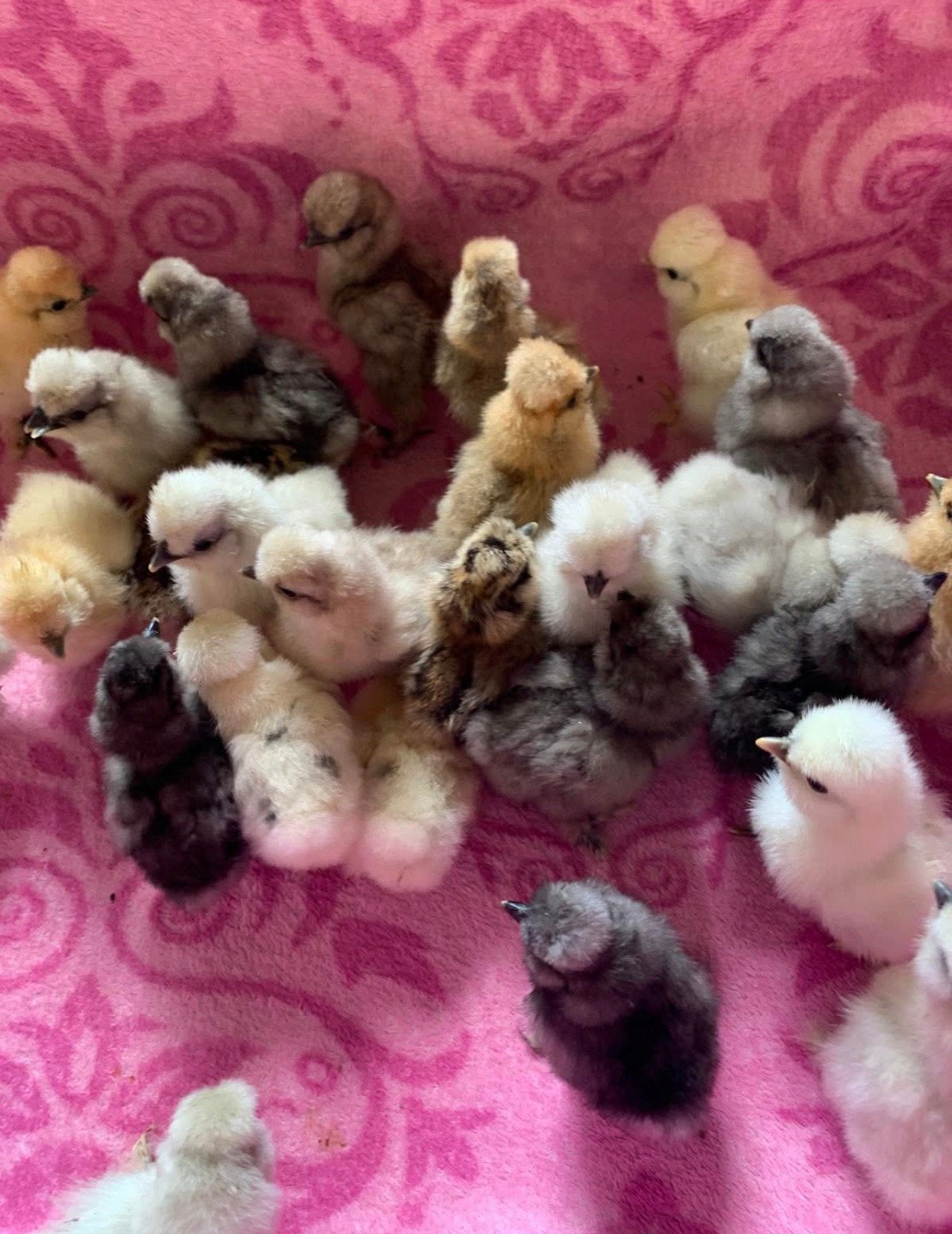Usa zijdehoen hennen kuikens🐥1 okt nieuwe uitkomst geent ✅, Vrouwelijk, Kip