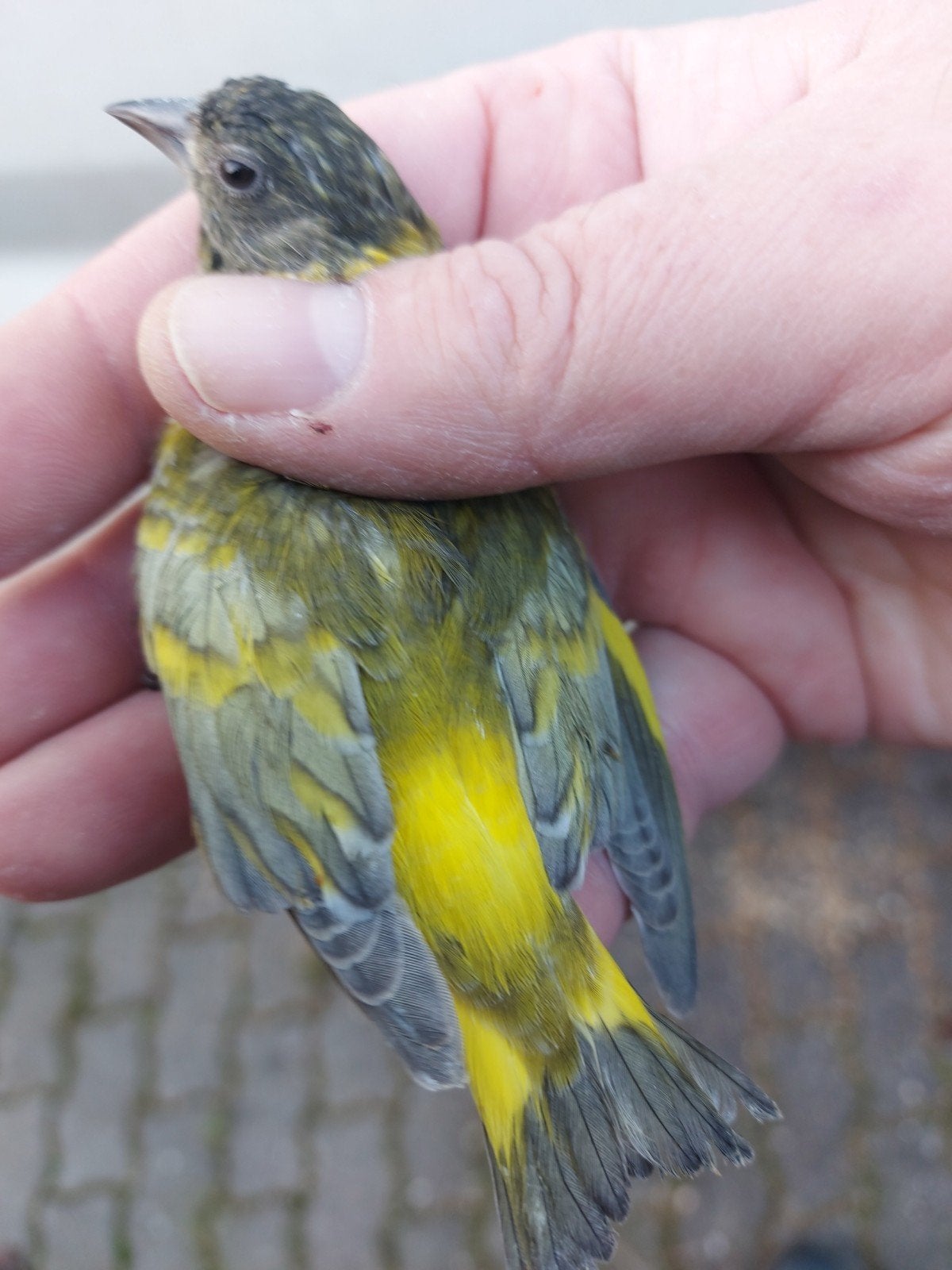 gezocht zwartkopsijs , rode kardinalen , tropen , roelroel, Meerdere dieren