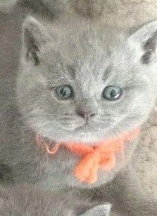 BRITSE KORTHAAR KITTEN (POESJE)😺🩷, Dieren en Toebehoren, Katten en Kittens | Raskatten | Korthaar, Meerdere dieren, Ontwormd