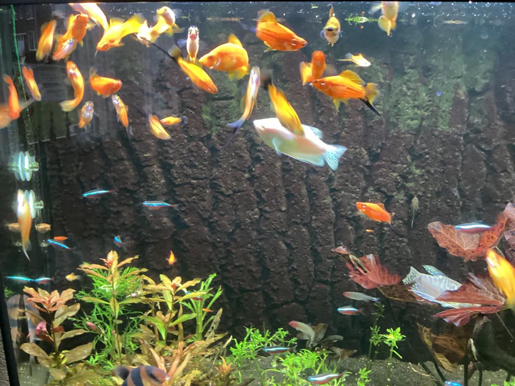 Platys, Dieren en Toebehoren, Vissen | Aquariumvissen, Vis