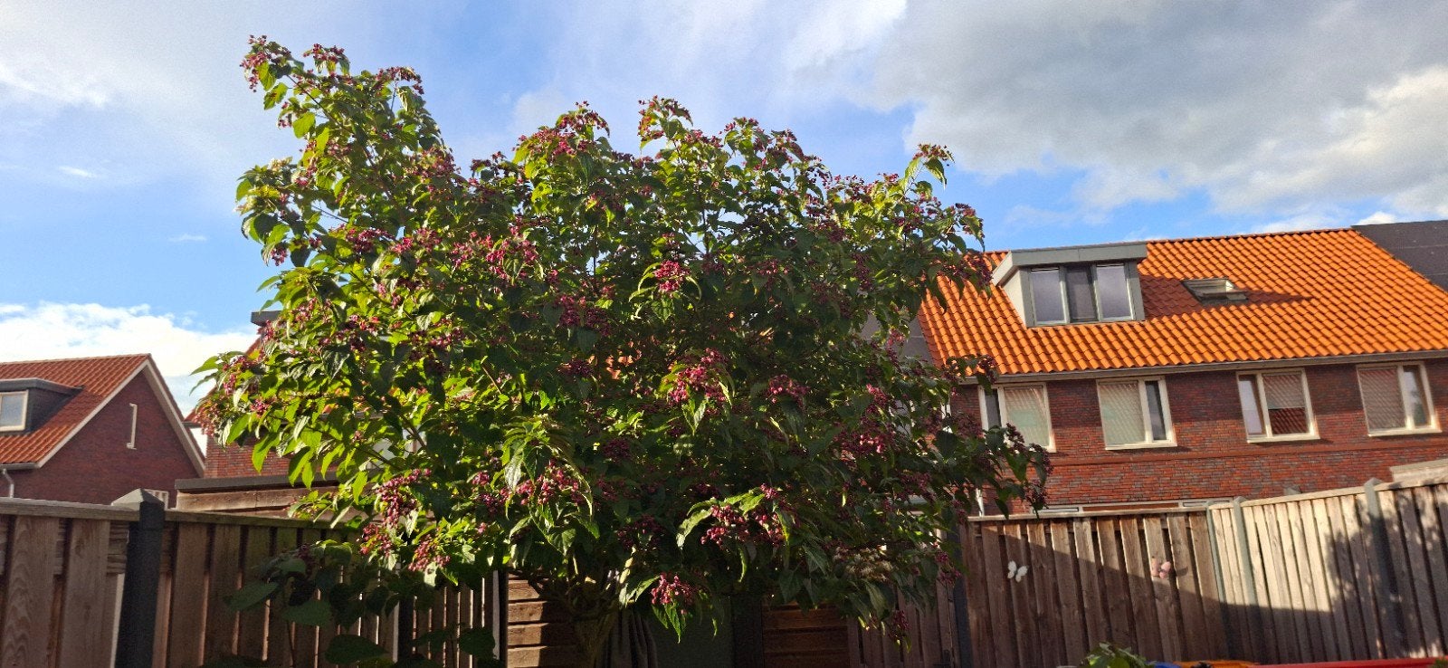 Pindakaasboom (Clerodendrum trichotomum), Tuin en Terras, Ophalen, 250 cm of meer
