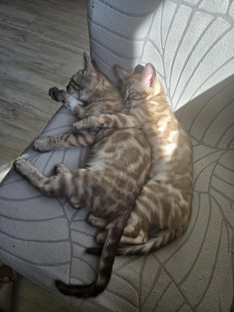 Bengaal Kitten , Stamboom, Charcoal Mink 2 girl, Poes, Met stamboom, 0 tot 2 jaar