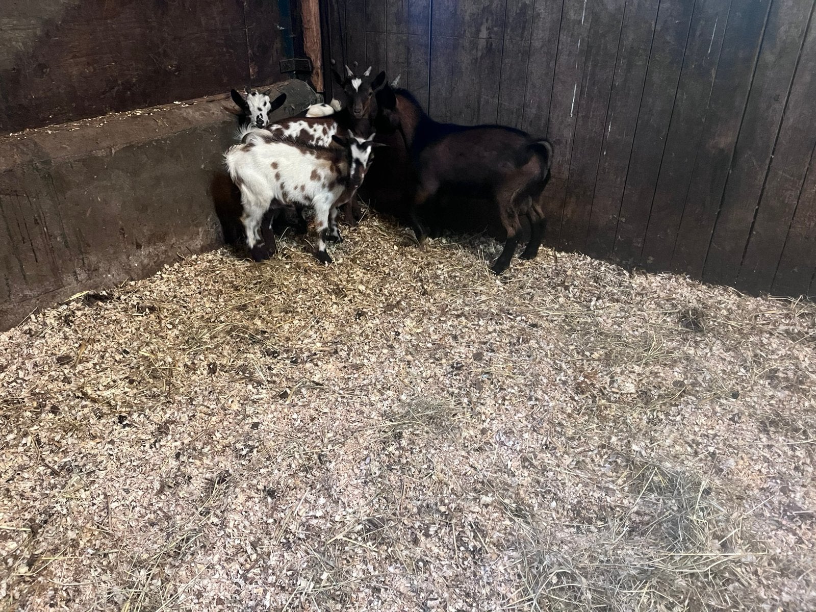Te koop lieve kleine mini bokjes, Mannelijk, Geit