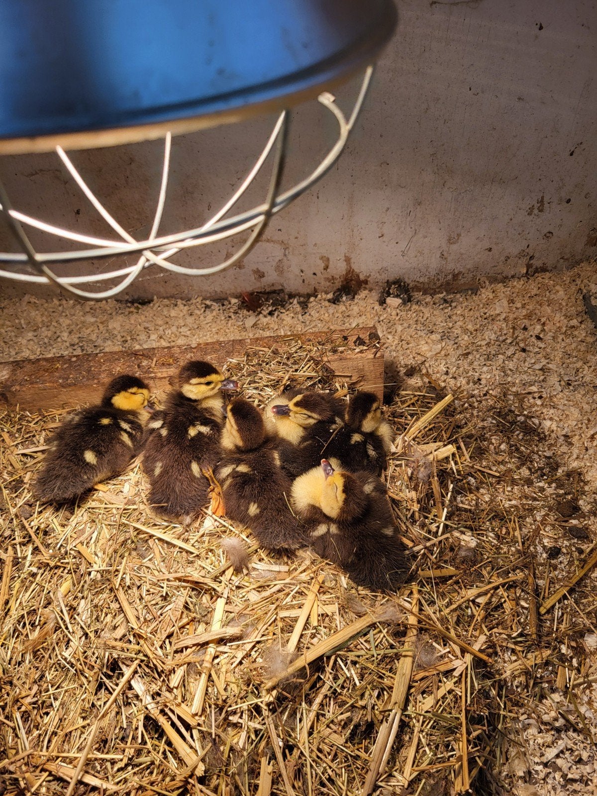 Muskuseendjes, Dieren en Toebehoren, Geslacht onbekend, Eend