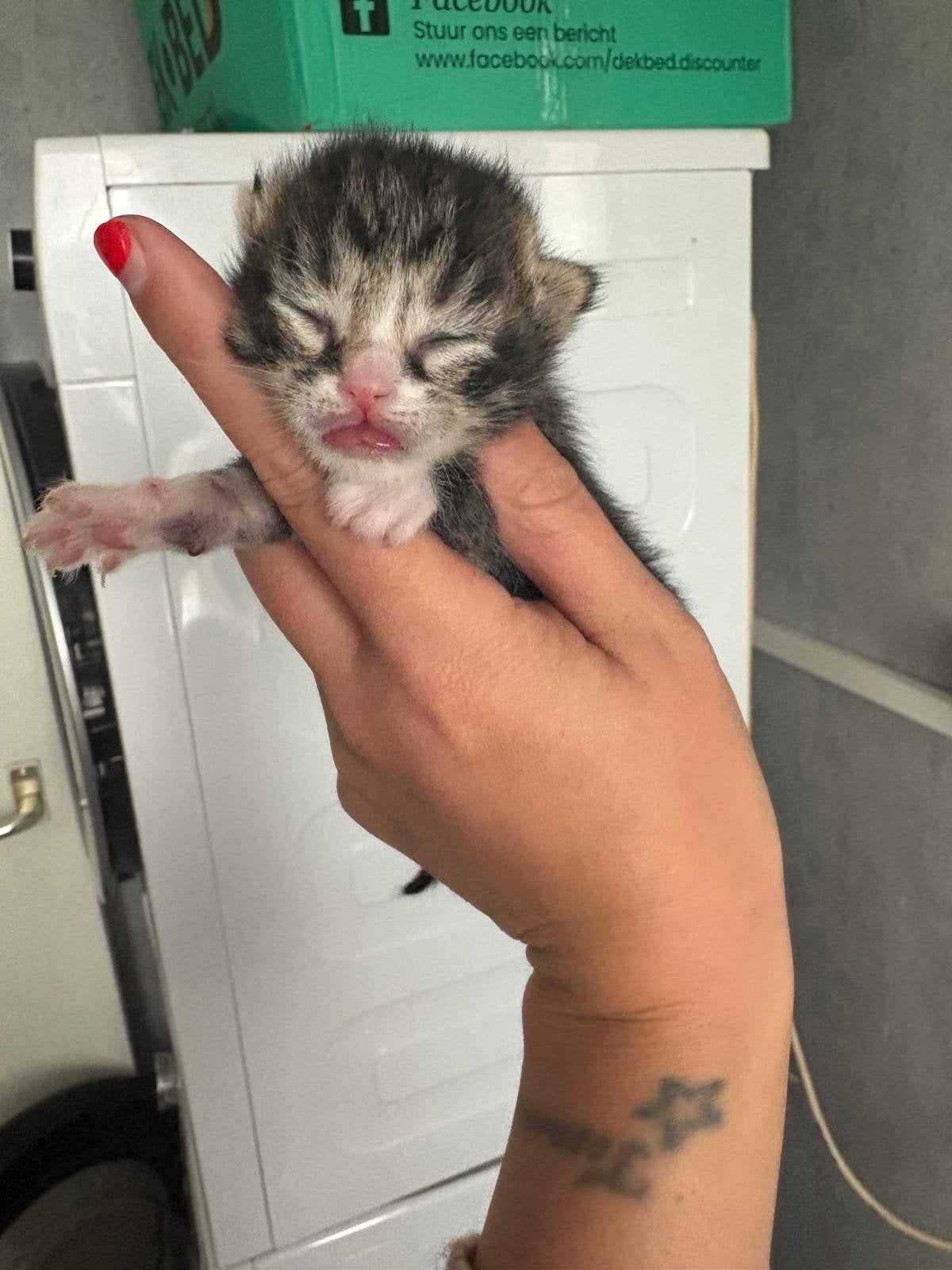 kitten, Dieren en Toebehoren, Katten en Kittens | Overige Katten, Poes