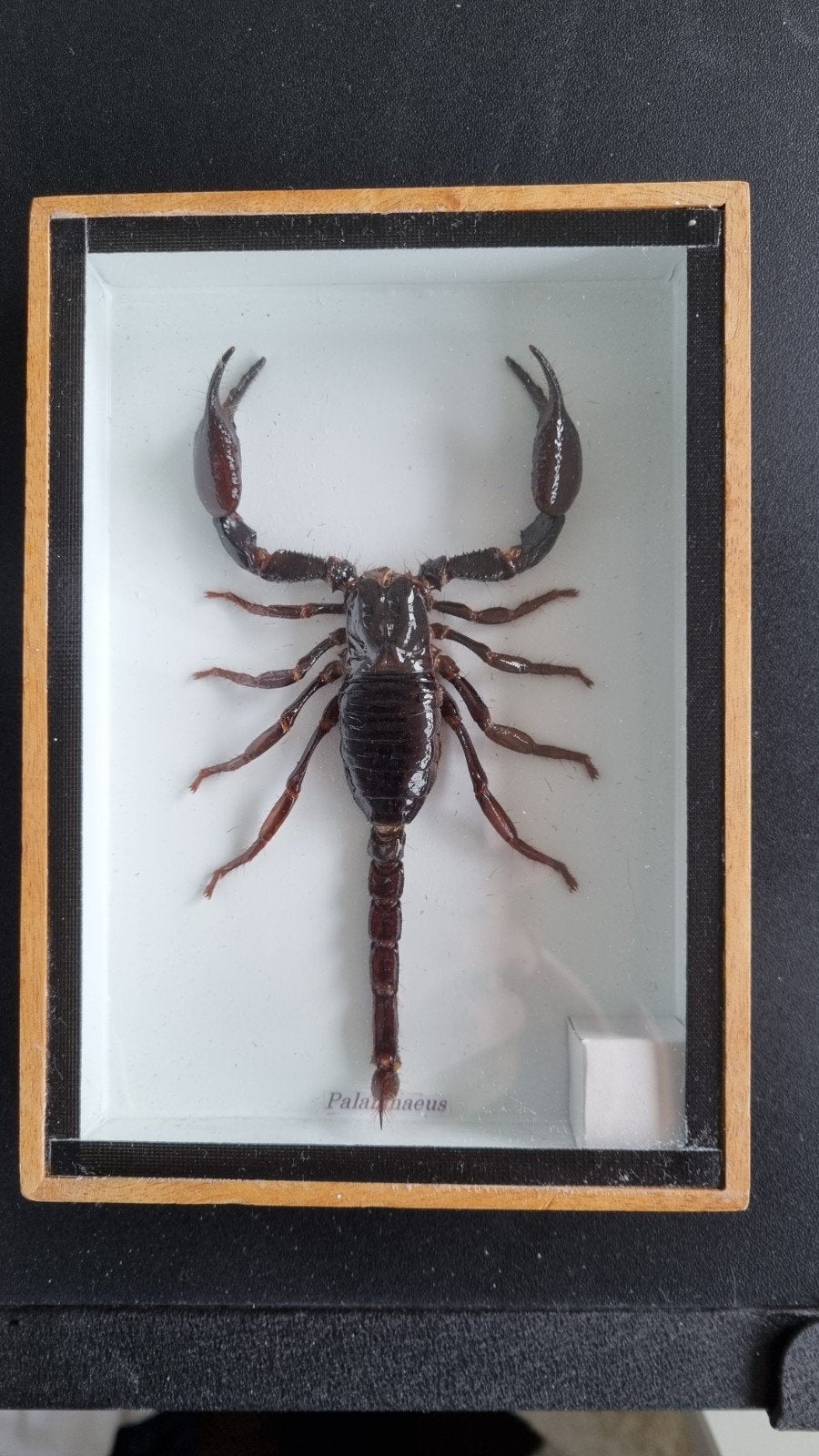 Opgezette schorpioen, Verzamelen, Dierenverzamelingen, Ophalen of Verzenden, Insect, Opgezet dier