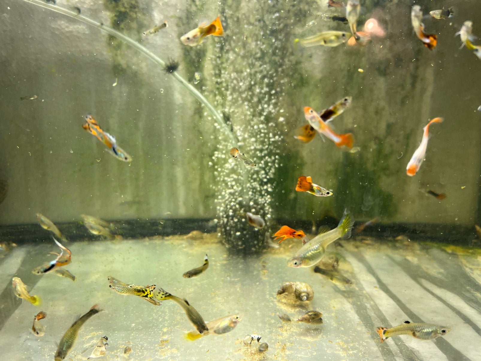 Endler en guppys tekoop Apeldoorn aquarium vissen, Vis, Zoetwatervis, Schoolvis