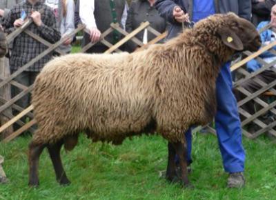 Gevraagd vosbonte bergschaapram, Meerdere dieren, Schaap, 0 tot 2 jaar
