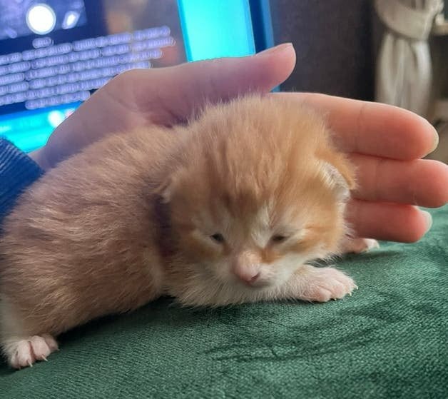Kittens, Meerdere dieren