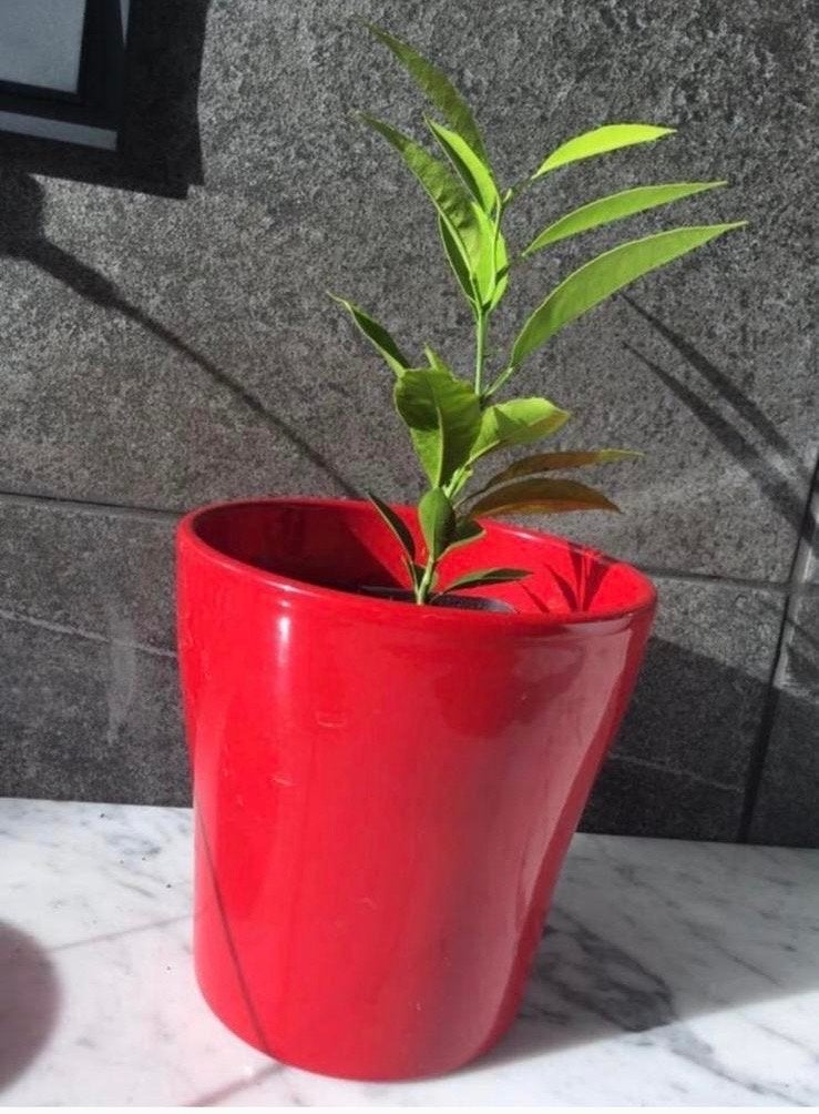 Vintage West-Duitse terracotta mooie bloempot rood, Ophalen, Gebruikt, Rond, Binnen