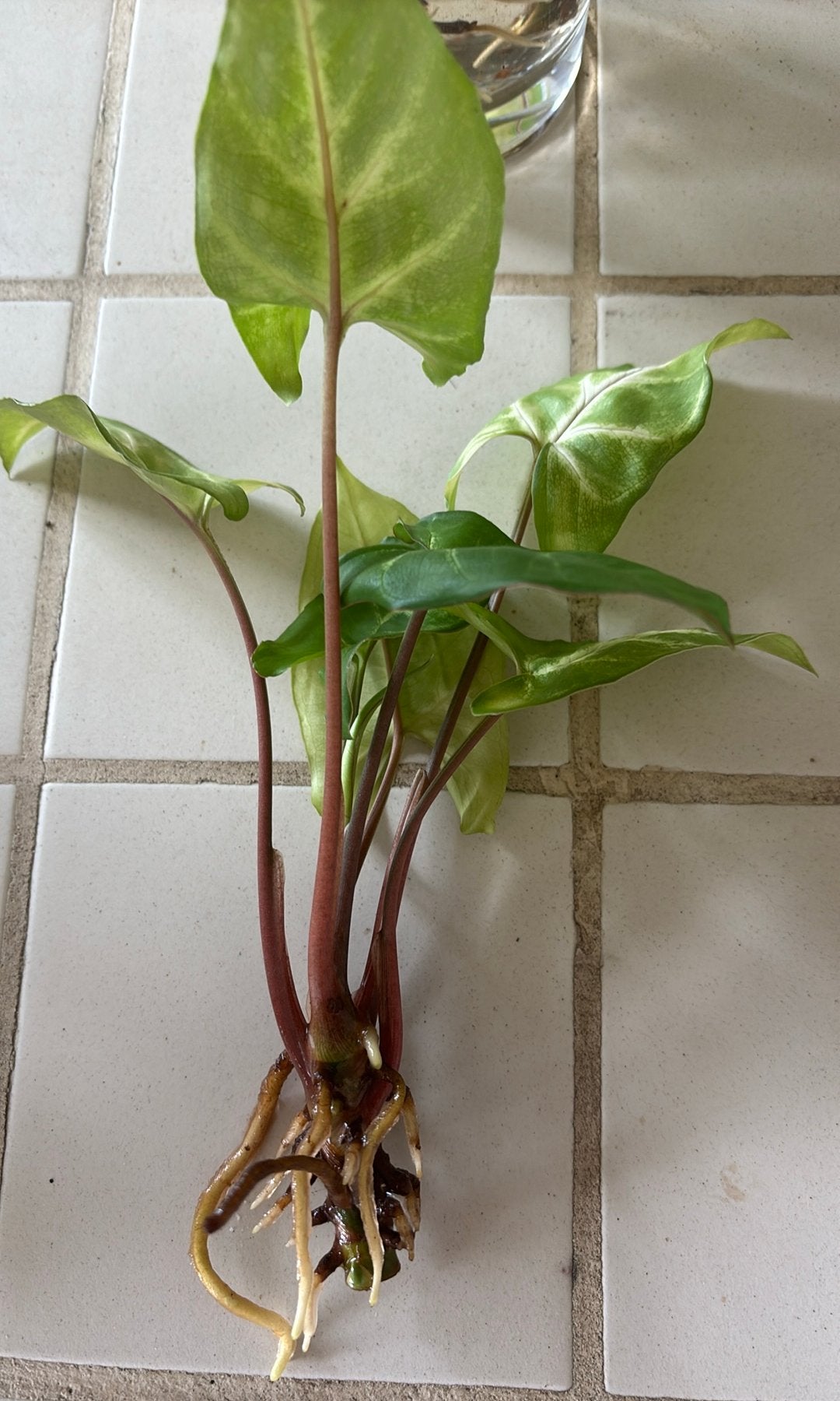 Syngonium 'Golden Allusion' stekjes, Huis en Inrichting, Kamerplanten, Overige soorten, Minder dan 100 cm, Groene kamerplant, Halfschaduw