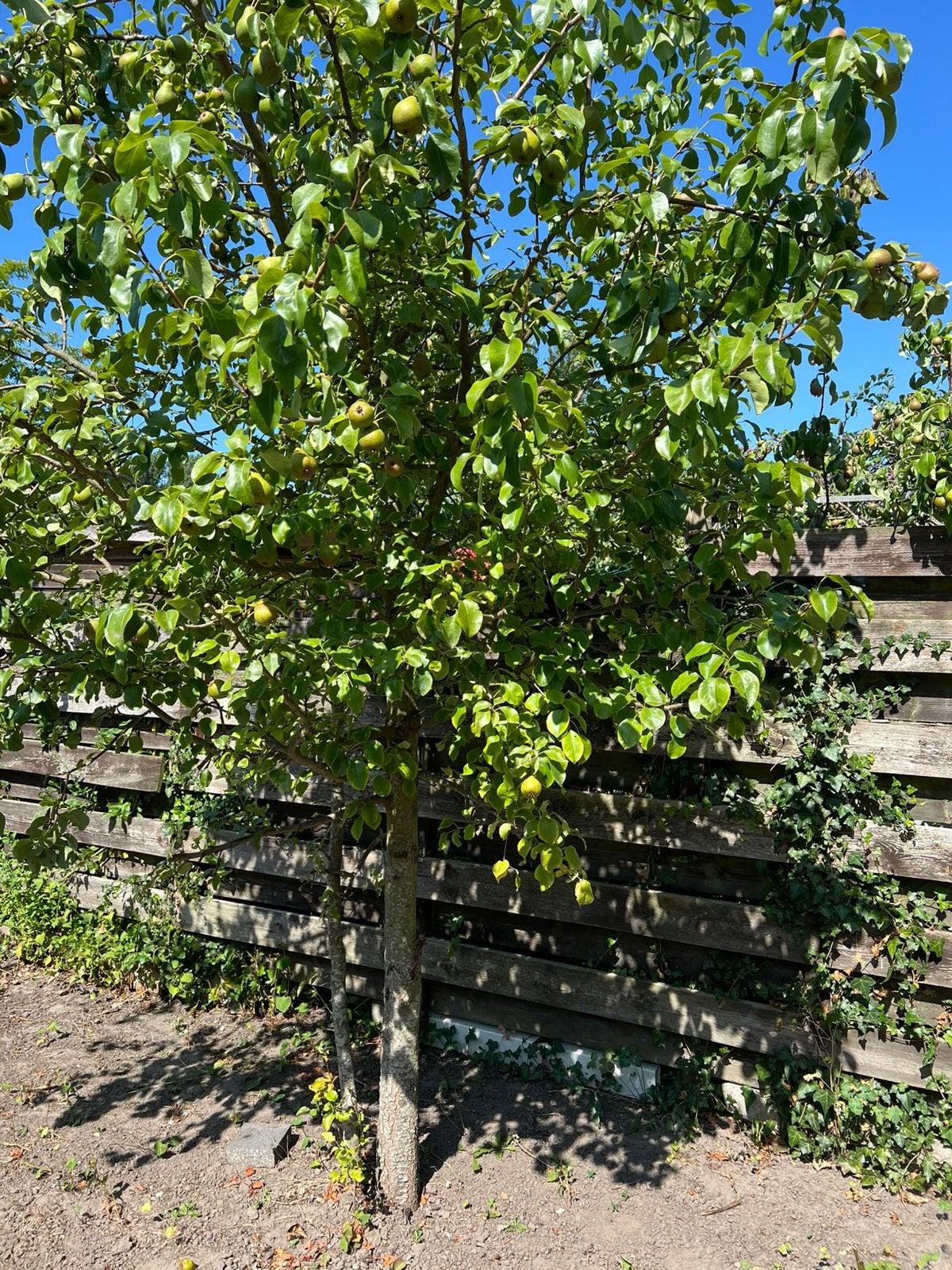 Peren boom gratis, Ophalen, Volle zon, Overige soorten