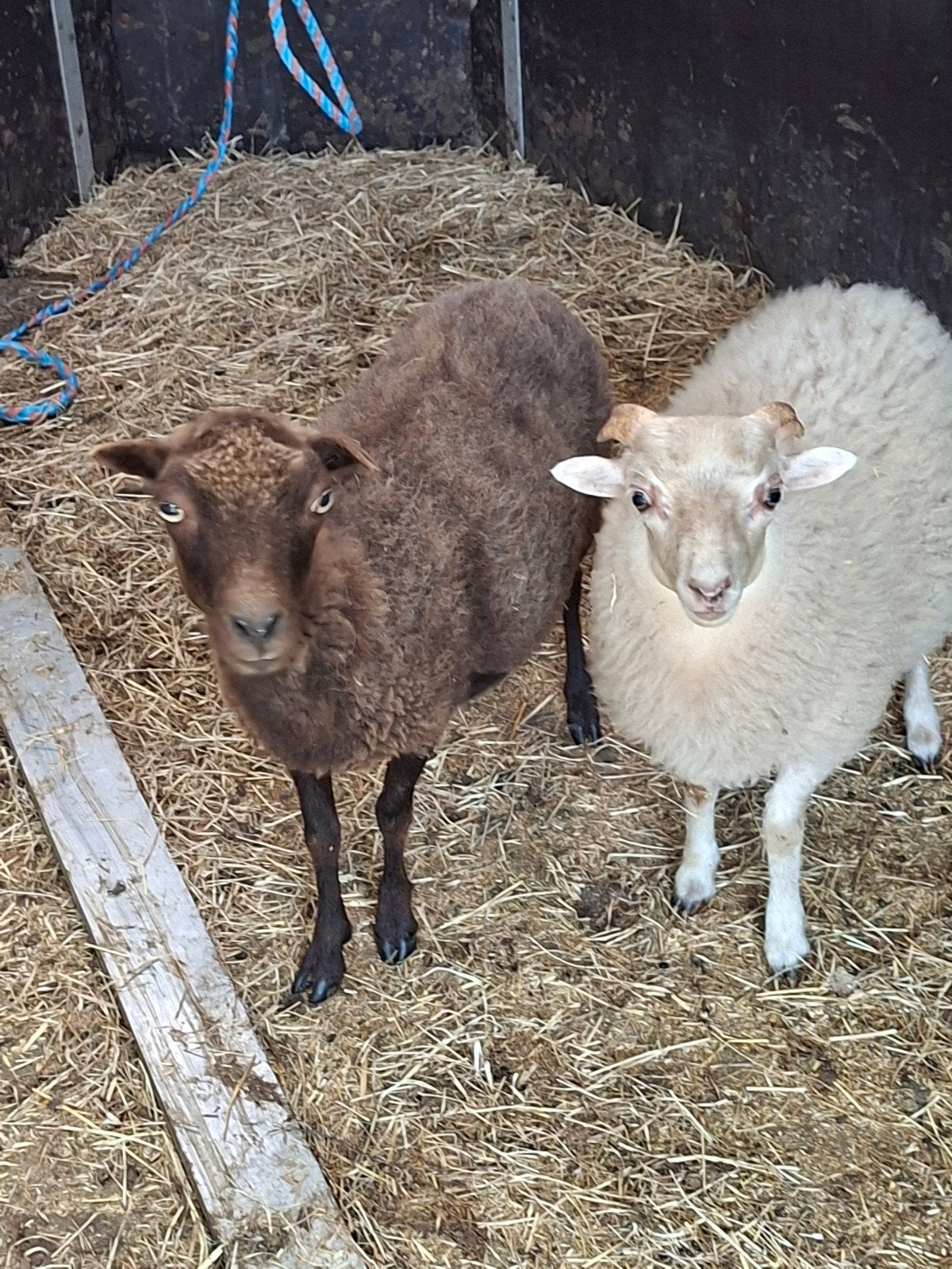 Mooi stelletje, Mannelijk, Schaap, 0 tot 2 jaar