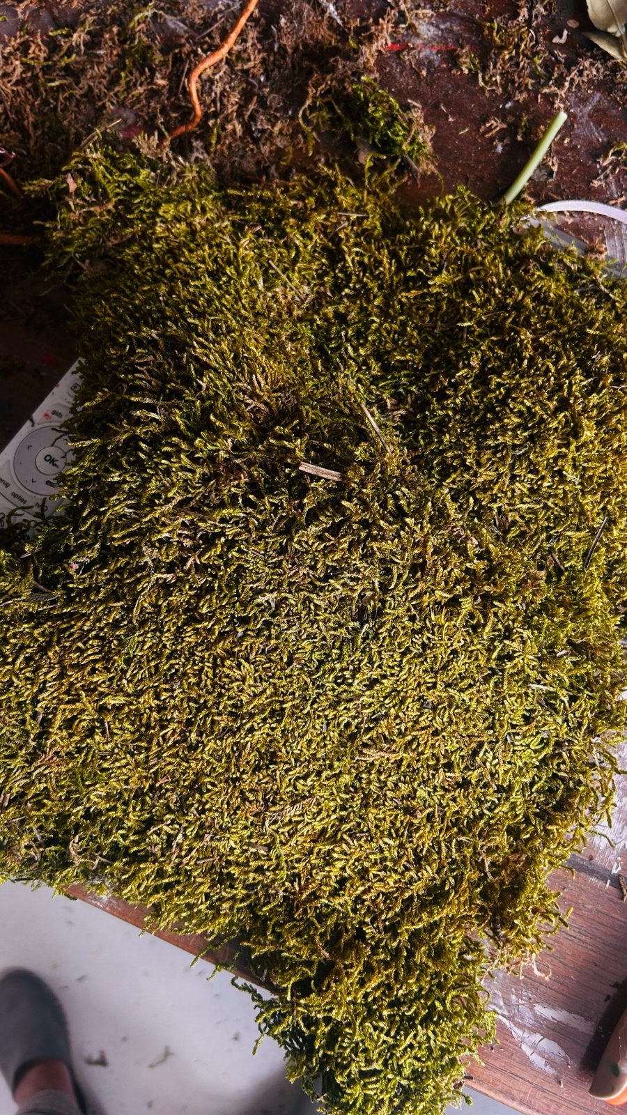2 kg gedroogd Hobby mos, Ophalen of Verzenden, Zo goed als nieuw