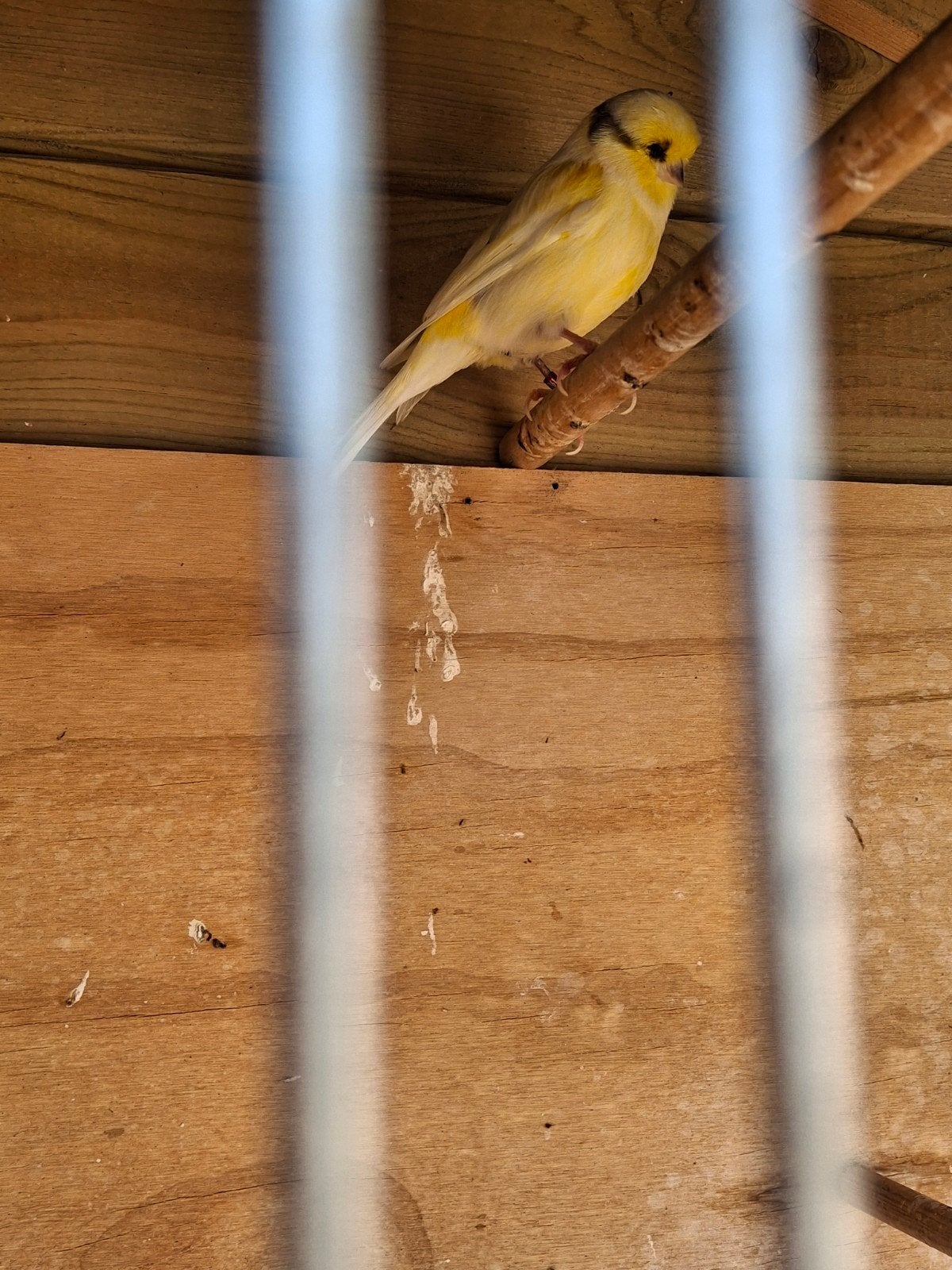 Gloster kanarie man (2x), Dieren en Toebehoren, Vogels | Kanaries, Mannelijk, Kleurkanarie