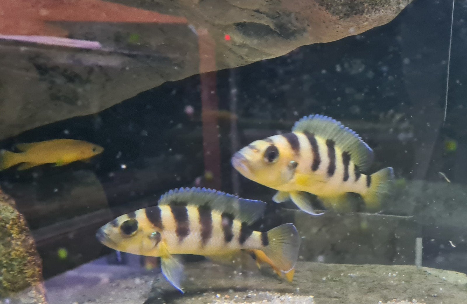 Neolamprologus sexfasciatus gold, Vis