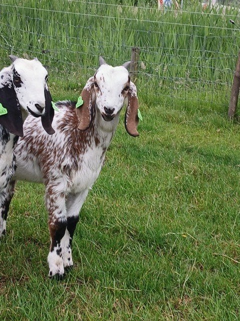 Jong Nubisch bokje, Dieren en Toebehoren, Mannelijk, Geit, 0 tot 2 jaar