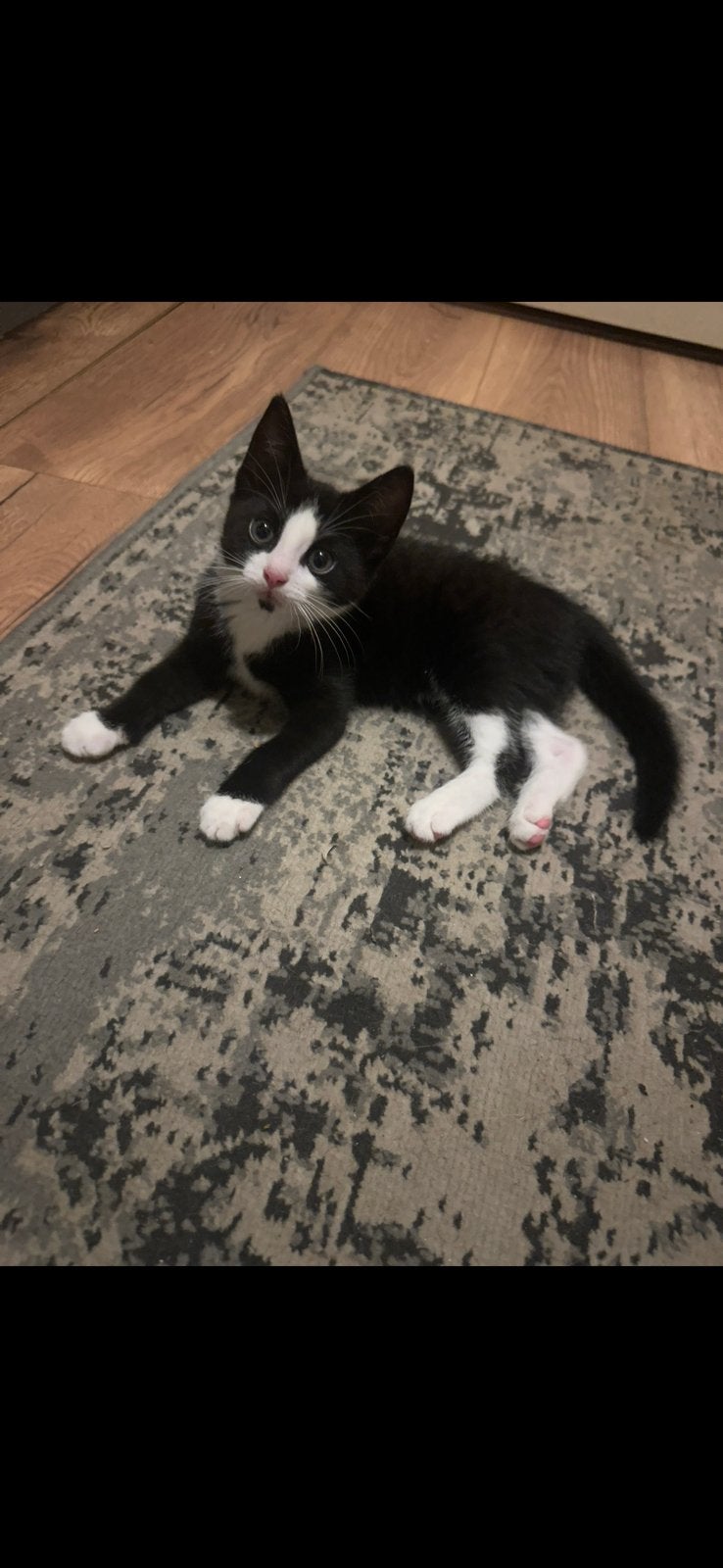 Kittens