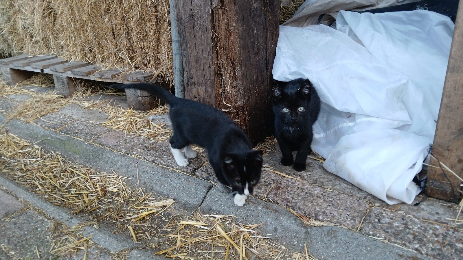 Lieve boerderij kittens, Dieren en Toebehoren