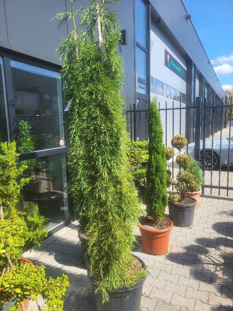 Sequoiadendron gig."Pendulum", Tuin en Terras, Planten | Bomen, Bloeit niet, Ophalen of Verzenden, 100 tot 250 cm, Zuilboom