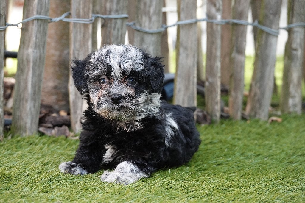 Prachtige Maltipoo pups (Blue merle, choco en zwart), Dieren en Toebehoren, België, Parvo, Overige rassen, 8 tot 15 weken
