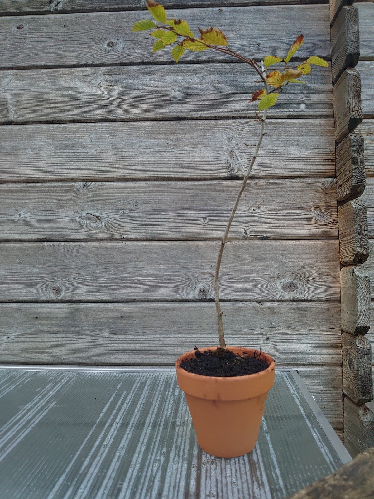 Bonsai starter Carpinus Betulus in terracotta pot, Ophalen