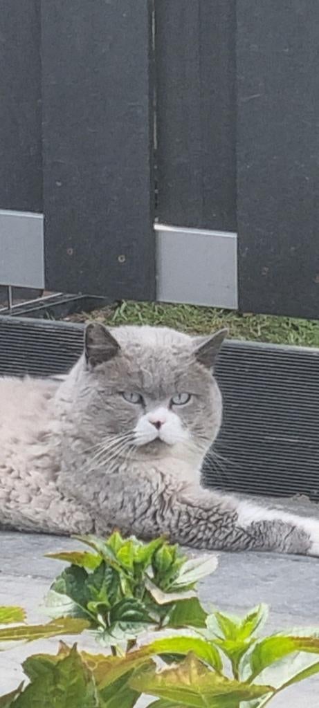 Brits Korthaar Britse Korthaar Timon dekkater te koop lees ., Dieren en Toebehoren, Kater