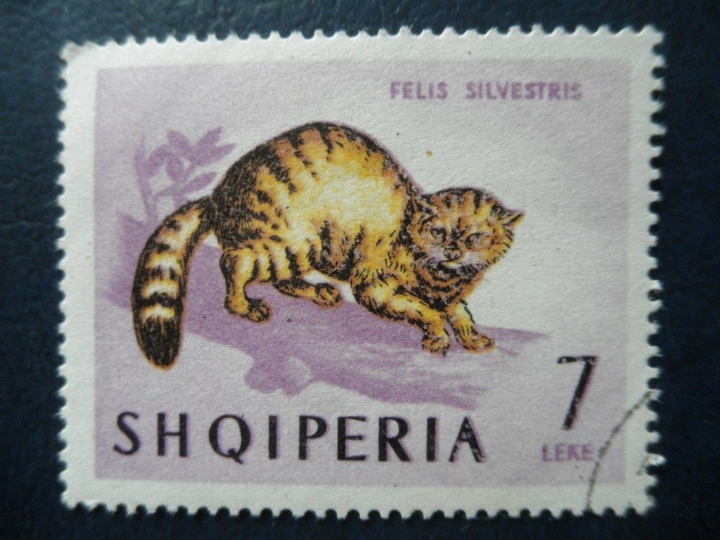Postzegels Albanië 1964 nr. 821 wilde kat - cat.w. € 0,80., Ophalen of Verzenden, Overige landen, Gestempeld